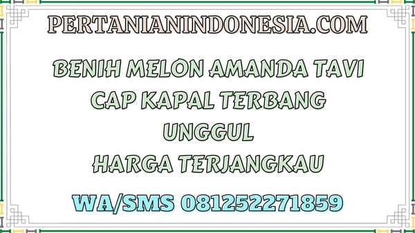 Benih Melon Amanda Tavi Unggul Harga Terjangkau
